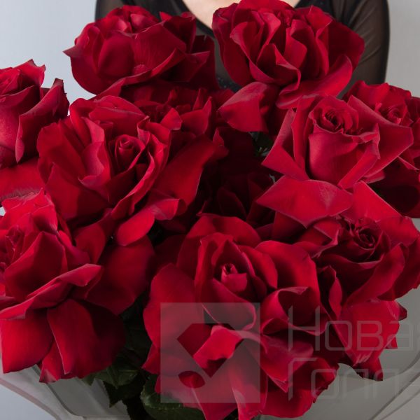 Букет 11 красных французских роз Пантера