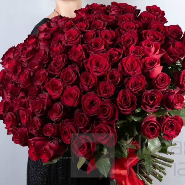 101 красная роза Премиум Эквадор 50 см