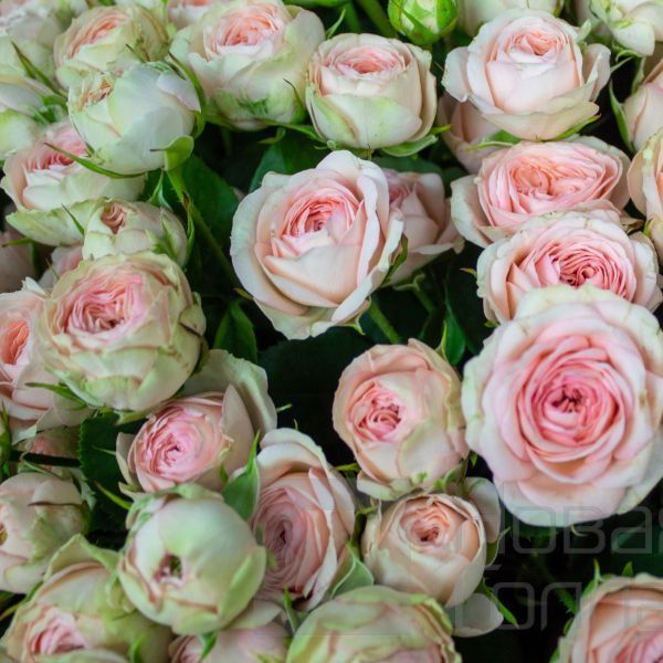 Букет 51 светлая кустовая пионовидная роза