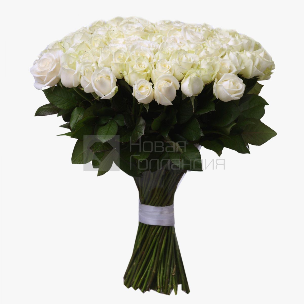 Букет из 101 белой розы 50 см Россия