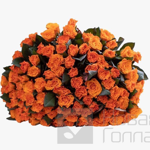 101 оранжевая роза 50 см Россия