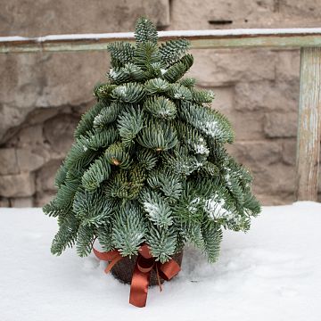 Ель из ветвей нобилиса 30 см Ель из ветвей нобилиса 30 см