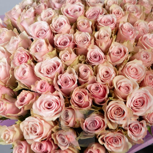 Букет 101 нюдовая роза Кения  40 см  в упаковке