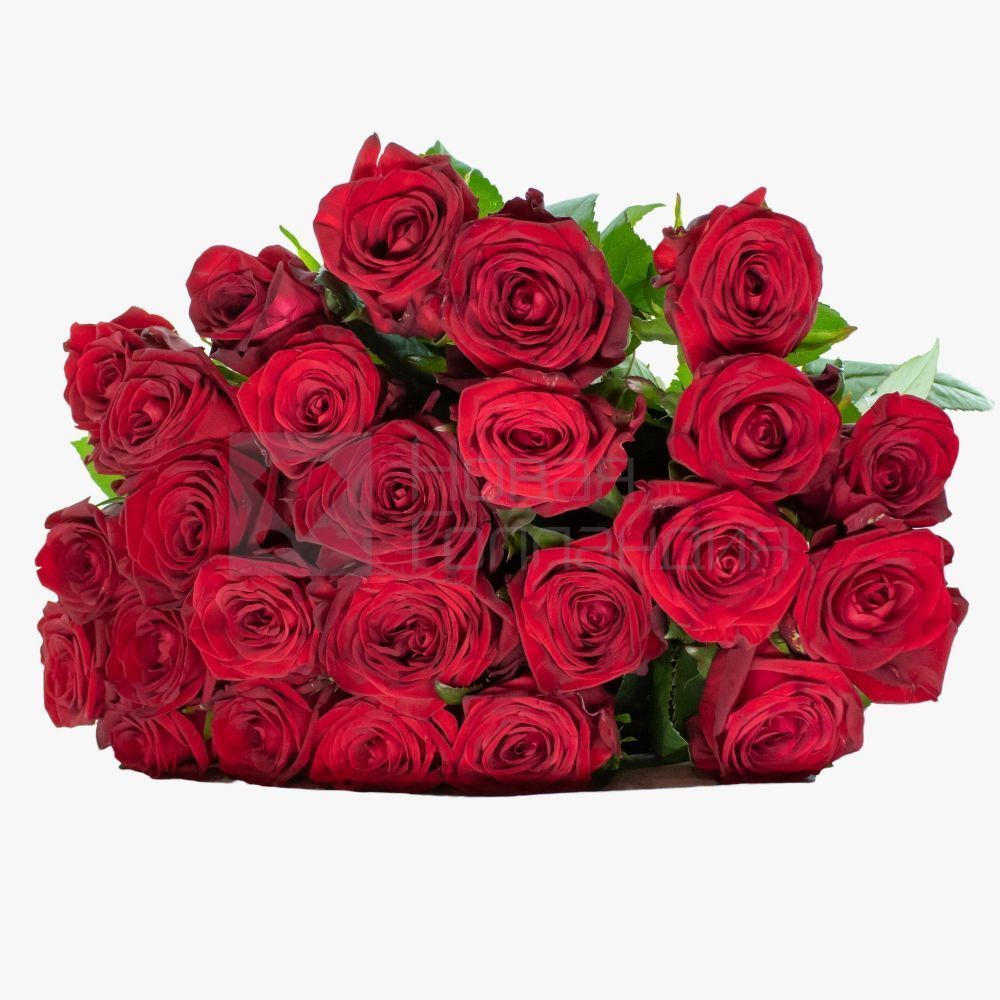 Букет 25 красных роз 70 см