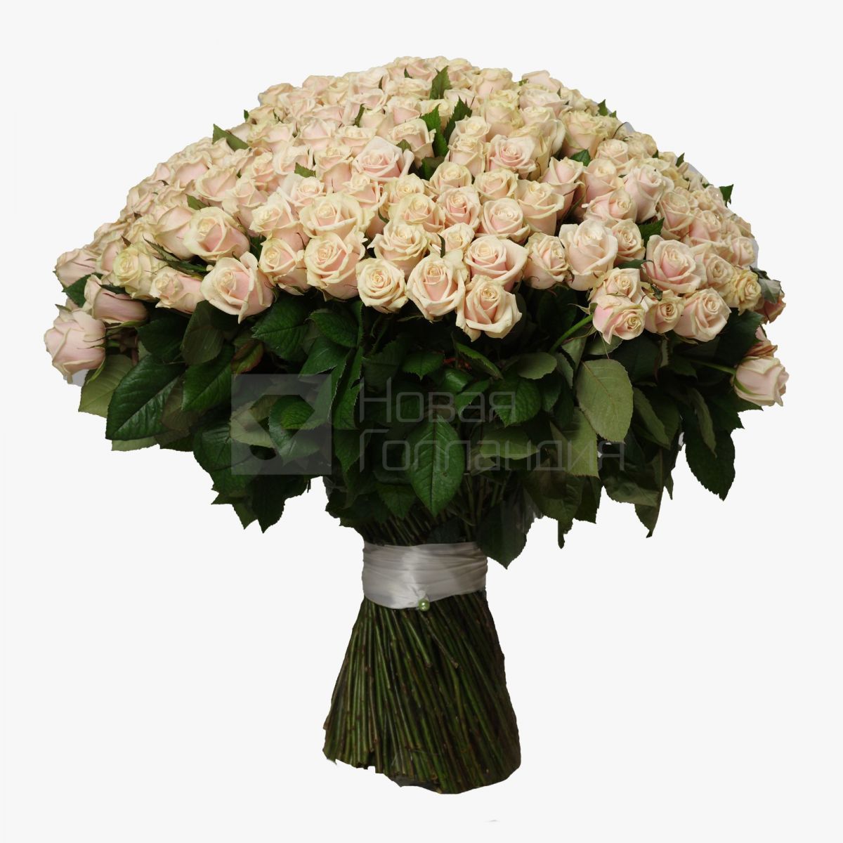 Букет из 301 кремовой розы 60 см