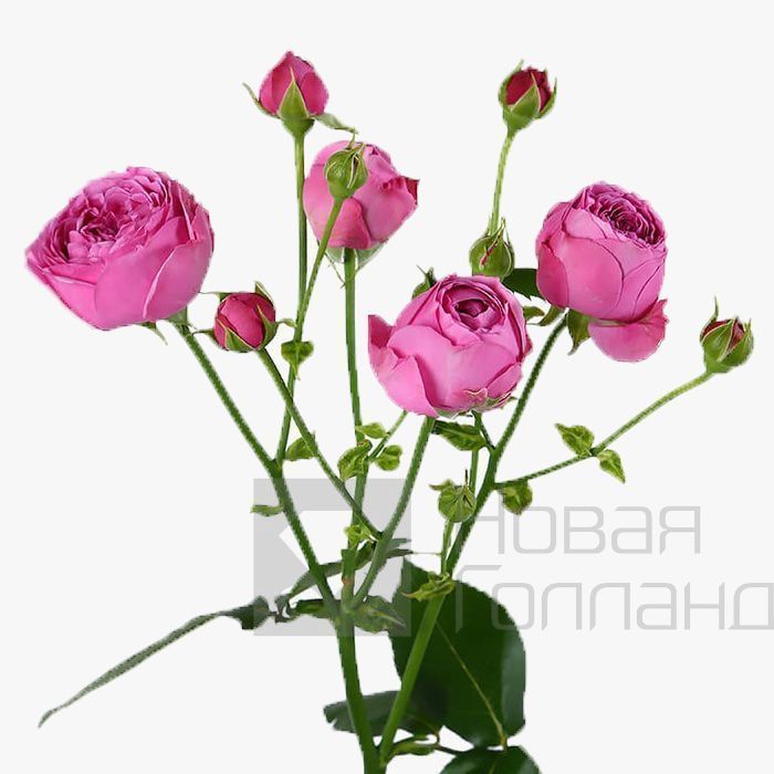 Большой ассортимент букетов с пионовидными розами в Тюмени от студии Lafaet
