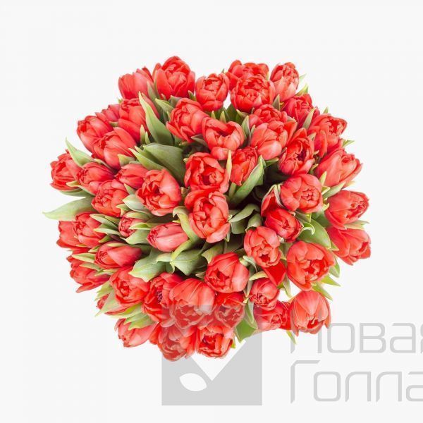 59 красных тюльпанов в большой белой шляпной коробке №503