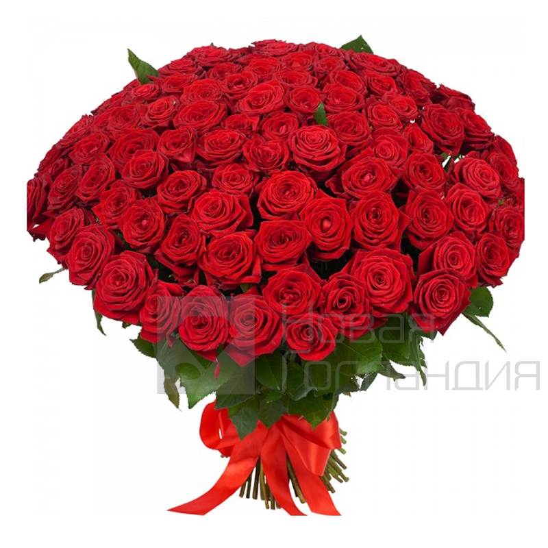 Букет 101 красная роза 35 см