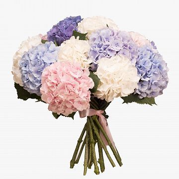 Букет из 15 Гортензий