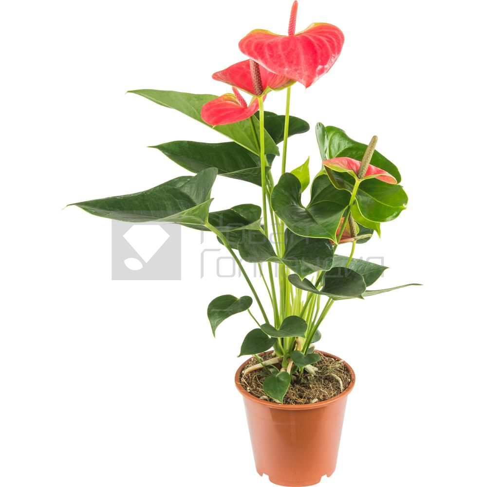 Растение Антуриум микс в горшке
