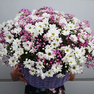 Ромашковые хризантемы в средней фиолетовой корзине АКЦИЯ