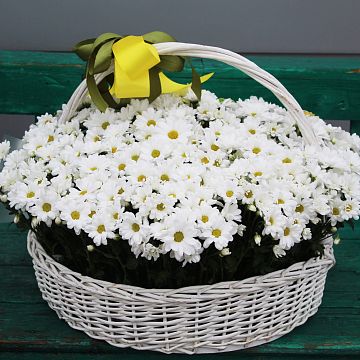 Ромашковые хризантемы в большой белой корзине АКЦИЯ Ромашковые хризантемы в большой белой корзине АКЦИЯ