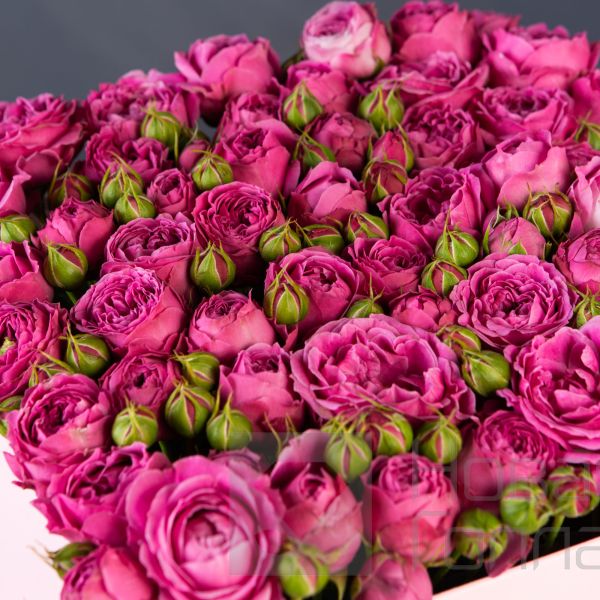 Розовая коробка-шкатулка с розовой кустовой пионовидной розой №626