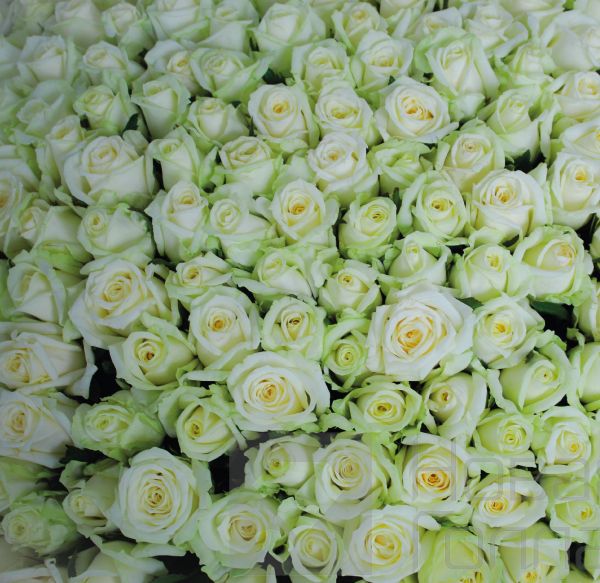 Букет 301 белая роза 60 см