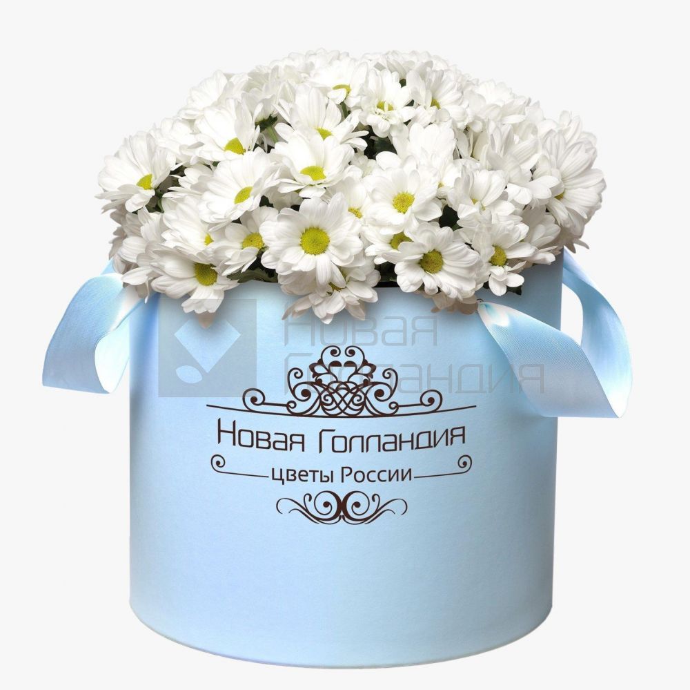 15 Белых Ромашковых хризантем в большой голубой коробке №249